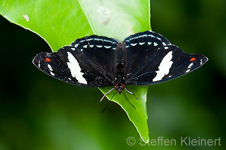 177 Feinschmecker - Catonephele numila